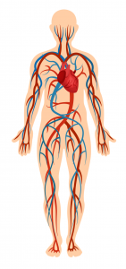 circulatory-system---body-parts---english-for-kids---lingokids