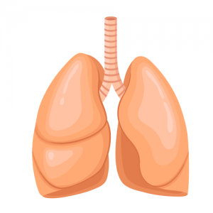 lungs---body-parts---english-for-kids---lingokids-