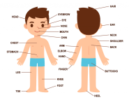 Body Parts Ingles Partes Del Cuerpo Rincon Dibujos Partes Del 