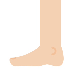 Foot - Body parts